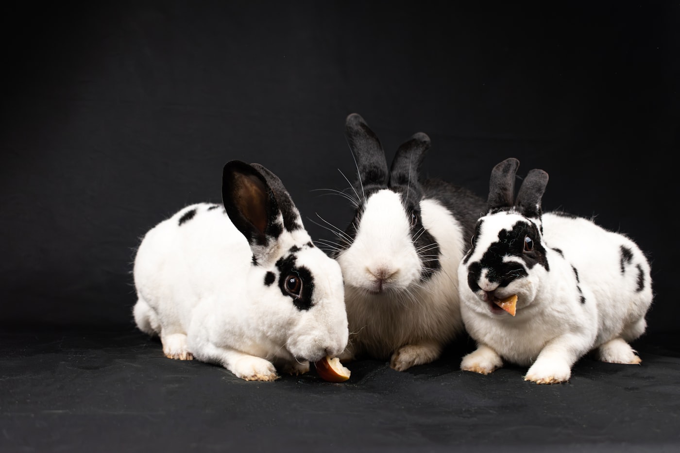 Conejo Mini Rex