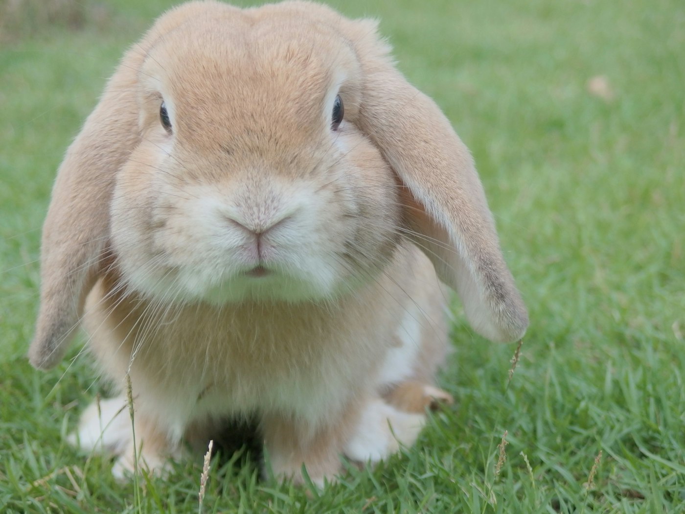 Conejo Belier Inglés (English Lop)