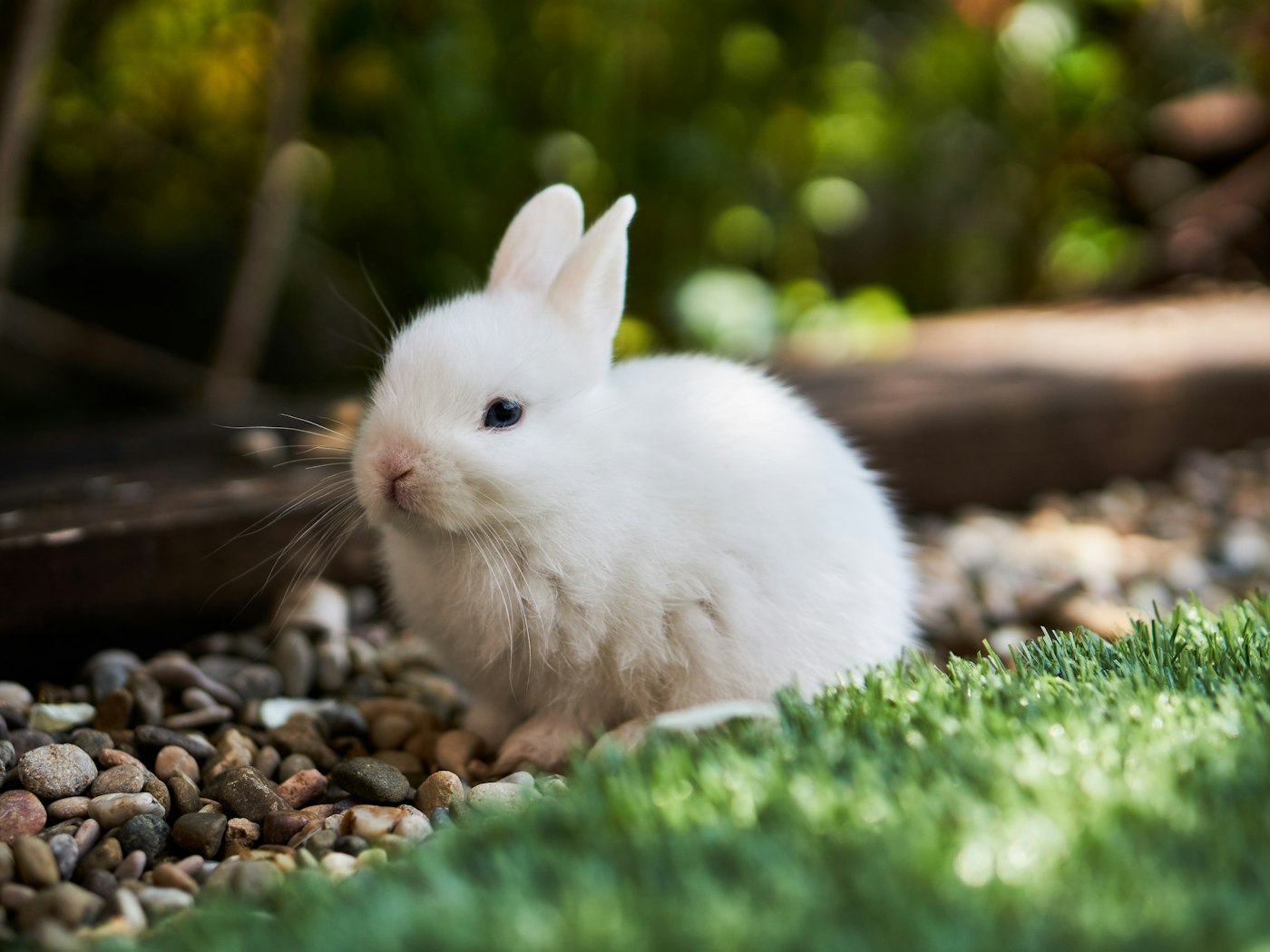 Cuidados básicos del conejo enano